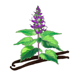 Enrapturing Patchouli